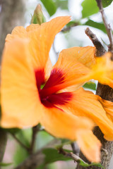 Fototapeta premium Flor naranja con rojo