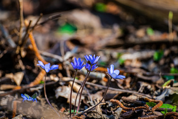 Spring flowers inside of the forest