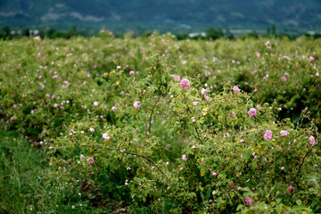 field Bulgarian Damask Roses in the Valley of Roses in Bulgaria