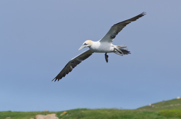 Northern gannet