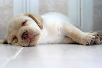 Perro cachorro labrador durmiendo en el suelo © Arlette