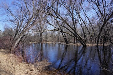 Reflections - Trees & Water