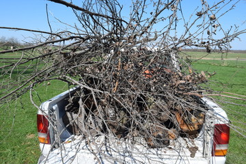 Truck Bed Full of Dead Limbs and Branches