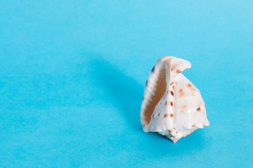 Obraz na płótnie Canvas Seashell on a blue background with blank space. Concept.