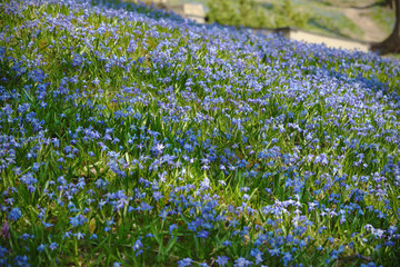 Blue snowdrop flowers on green hill in spring