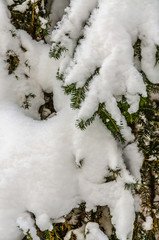 Winter forest