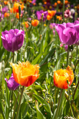 Obraz premium Orange Parrot Tulip (in german Papageintulpe)