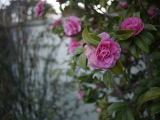 Pink Camellia