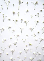 White background with white flowers. Decoration concept