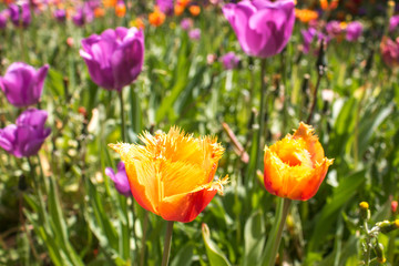 Fototapeta premium Orange Parrot Tulip (in german Papageintulpe)