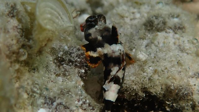 Juvenile scooter blenny or ocelatted dragonet (Synchiropus ocellatus) close up, handheld shot.