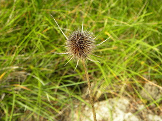 Dry brown thistle on a background of green grass