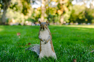 Eichh&ouml;rnchen im Park