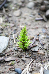  sprout of small needles begins to grow in spring macro photo