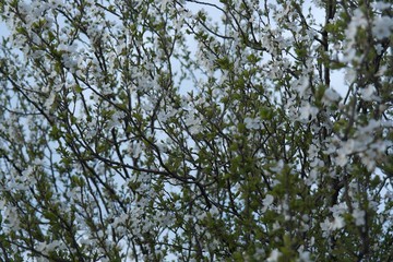 Cherry tree blossom in spring. Its flowers are nearly pure white, tinged with the palest pink, especially near the stem. They bloom and usually fall within a week, before the leaves come out. 