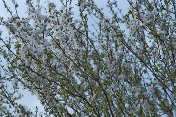 Obraz premium Cherry tree blossom in spring. Its flowers are nearly pure white, tinged with the palest pink, especially near the stem. They bloom and usually fall within a week, before the leaves come out. 