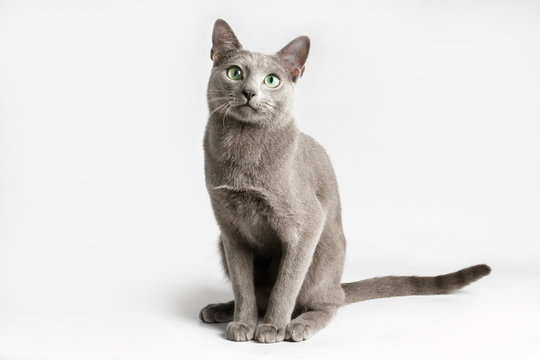 8 625 Best Russian Blue Cat Images Stock Photos Vectors Adobe Stock 8 625 Best Russian Blue Cat Images Stock Photos Vectors Adobe Stock