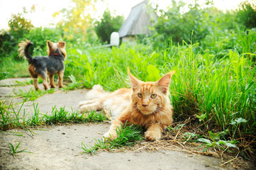 Naklejka na ściany i meble red cat and dog in garden