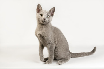 Russian blue cat on colored backgrounds