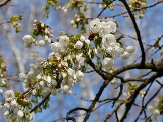 Kirschblütenbaum