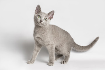 Russian blue cat on colored backgrounds