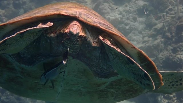 Green sea turtle (chelonia mydas) and whitefin sharksucker fish (Echeneis neucratoides) close up from behind.