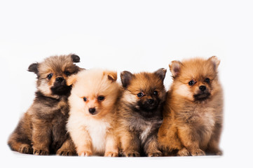 group of puppies isolated on white