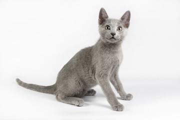 Russian blue cat on colored backgrounds