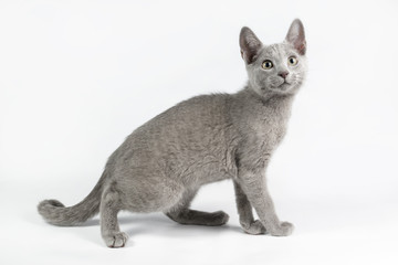 Russian blue cat on colored backgrounds