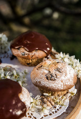 Tasty chocolate cupcakes. Homemade chocolate muffin cupcake with cream buttercream icing. Easter sweet dessert cake. Close up view. Cupcakes in blooming trees. Outdoor shooting in garden.