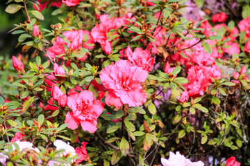  pink and white flowers blossomed in on a green bush in a park under the bright sun