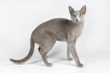 Russian blue cat on colored backgrounds