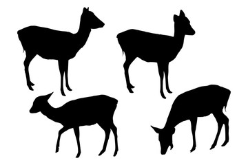 Wild fallow deer silhouettes set isolated