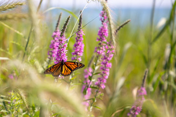 Monarch in The Field
