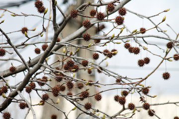  brown balls fruit spiky ambergris