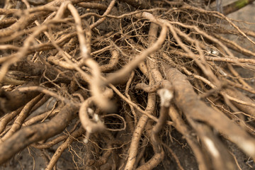 Roots are a symbol of Sona life on earth. Hibiscus root system close-up.