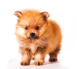 pomeranian dog isolated on white background
