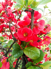 Red flowers of Henomelis quince blooming on a bush with dark branches under the sun