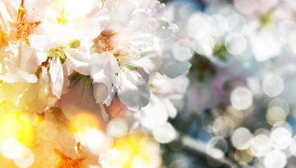 Naklejka na ściany i meble Spring background with Almond Blossom