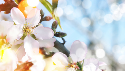 Spring background with Almond Blossom