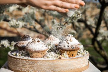 Tasty vanilla cupcakes with raisins. Homemade muffin cupcake with sugar powder. Easter sweet dessert cake. Close up view. Cupcakes in blooming trees. Outdoor shooting in garden.