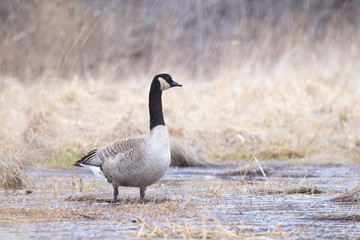 Canada goose branta canadensis during snowfall 