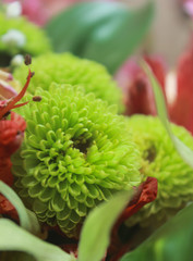 A close up photo a green chrysanthemum flowers.  chrysanthemum flowers.