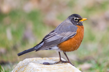American robin perched on a parking block