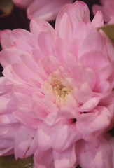 A close up photo of a  pink chrysanthemum flowers. Chrysanthemum pattern in flowers park. chrysanthemum flowers.