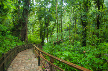 Fototapeta na wymiar Lonely road trough tropical rainforest
