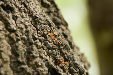 red fire ants on branch in nature green background. - life cycle concept.