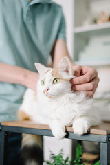 Hand of man stroking white cat. home comfort