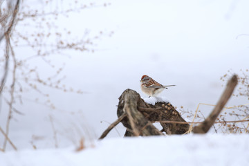 Winter sparrow perched on a twig