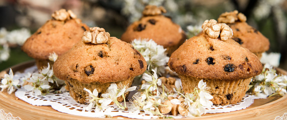 Tasty vanilla cupcakes with raisins. Homemade muffin cupcake with sugar powder. Easter sweet dessert cake. Close up view. Cupcakes in blooming trees. Outdoor shooting in garden.